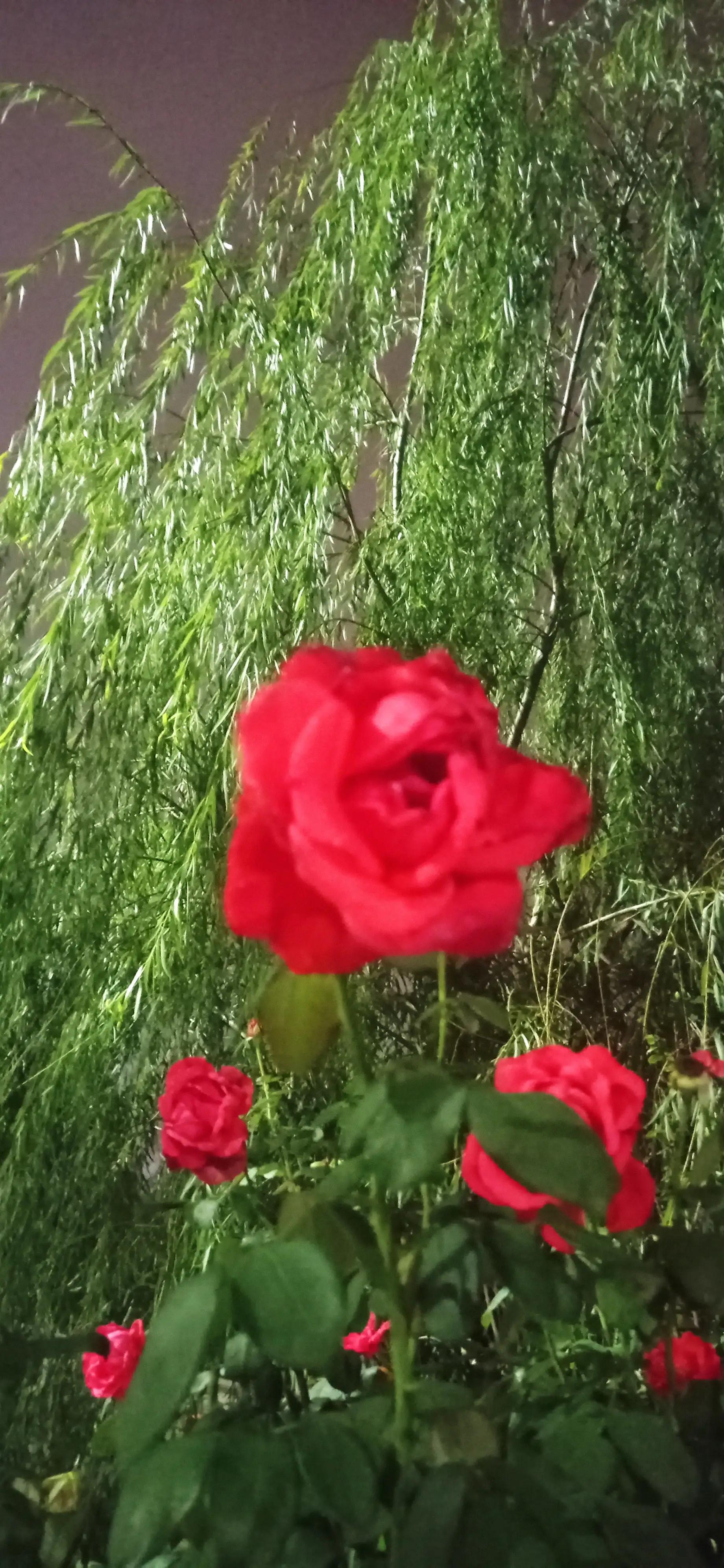 血小板聚集率正常范围,老年人血小板正常范围是多少