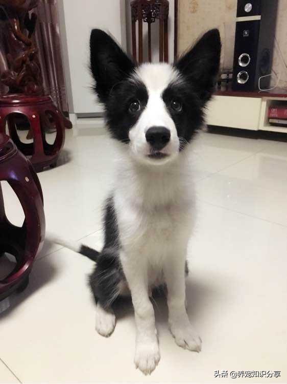 狗狗太瘦怎样合理的让狗狗长肉,如何解决狗狗肥胖问题