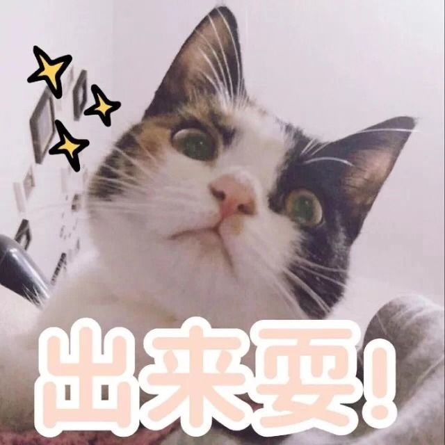 养猫党的十件事,新手养猫必须做的十件事