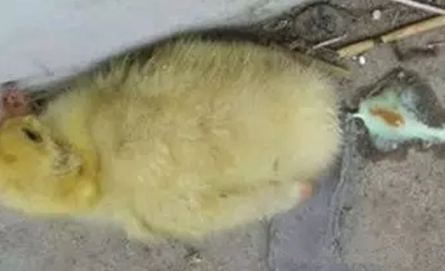 小鹅拉白色蛋清样稀屎怎么治疗,小鹅拉白屎怎么回事怎么治