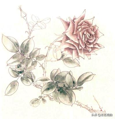 国画月季画法视频教程,工笔月季枝干的画法
