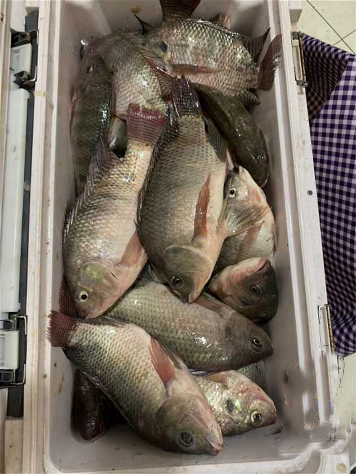 野钓大罗非鱼开饵料教程,野钓大罗非用什么饵料最好