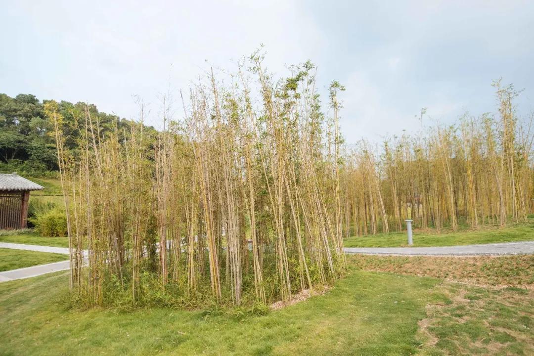 簕竹杜鹃谷公园,好看的杜鹃谷公园