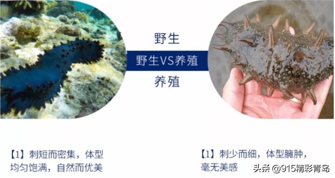 中国最好的海刺海参,黄金刺参西沙群岛深海纯野生海参