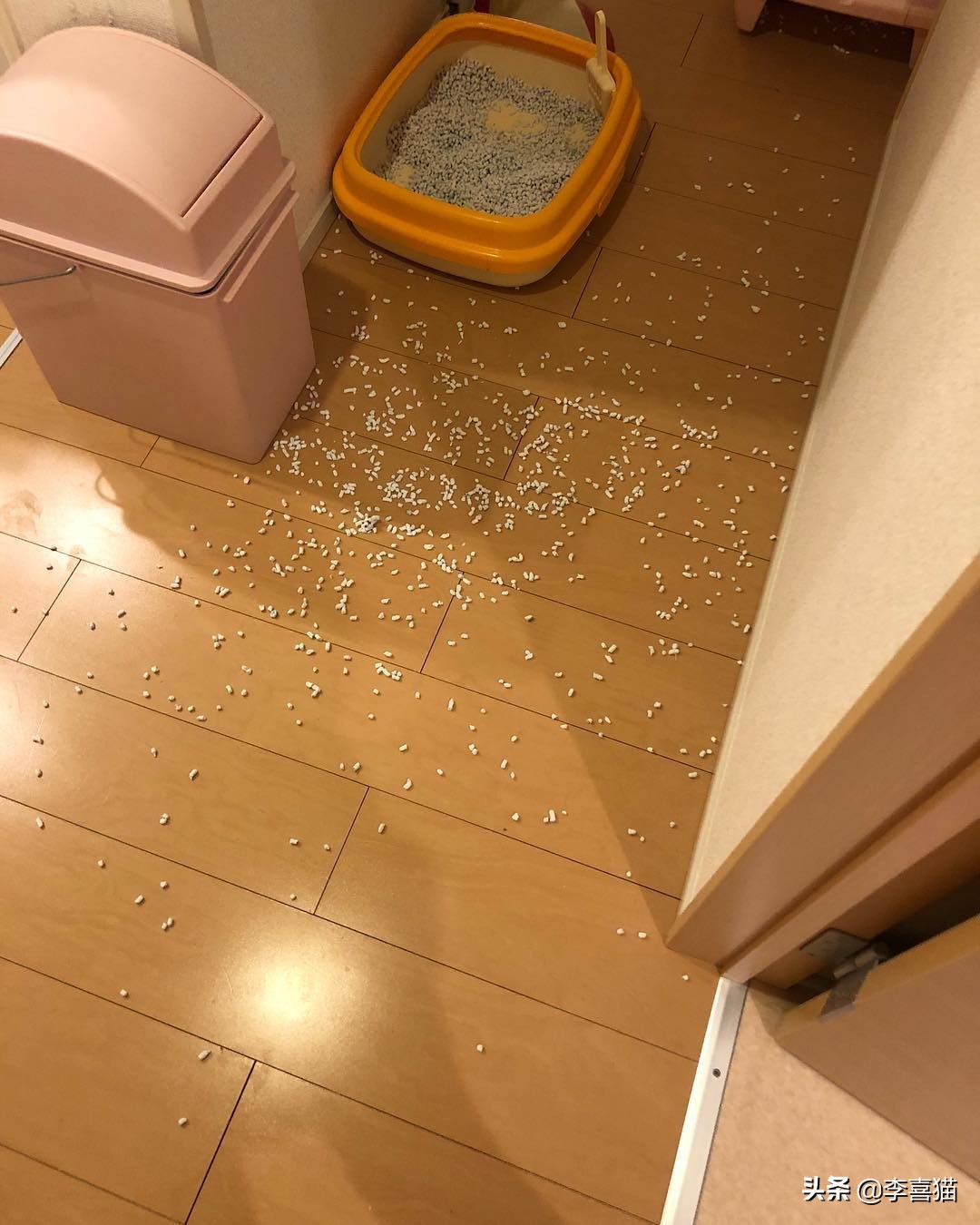 辟谣猫咪不能戴铃铛,猫咪没事喜欢咬着玩