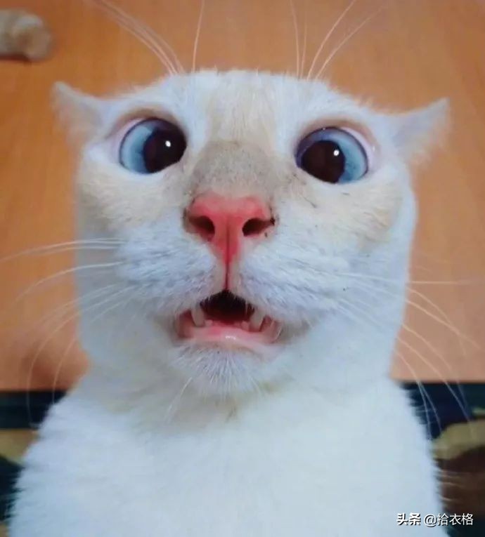 女生一定要穿安全裤吗,女生关于安全裤的重要性