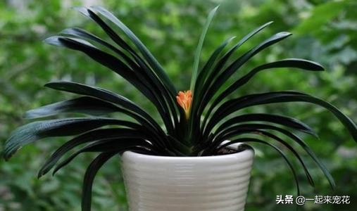养君子兰掌握浇水小技巧,家庭养君子兰浇水方法
