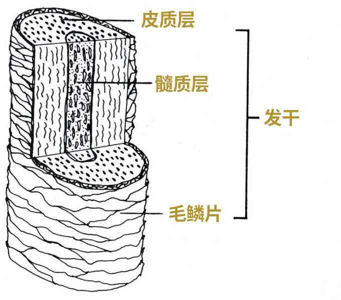 头发稀少怎么能防脱发,头发稀疏的补救方法假发