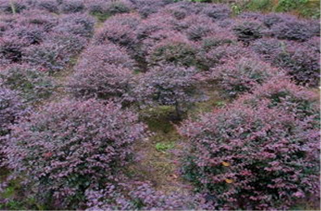 红檵木有多少种品种,红檵木优点缺点