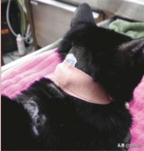 糖尿病、心脏病、肾病、胰腺炎，猫咪4类慢性病的家庭护理手册