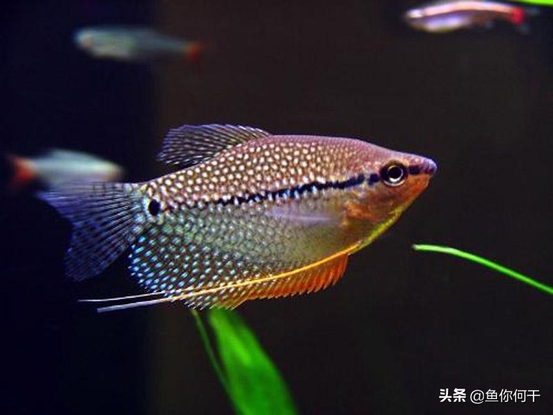 冬季硝化菌,冬季硝化细菌能存活吗