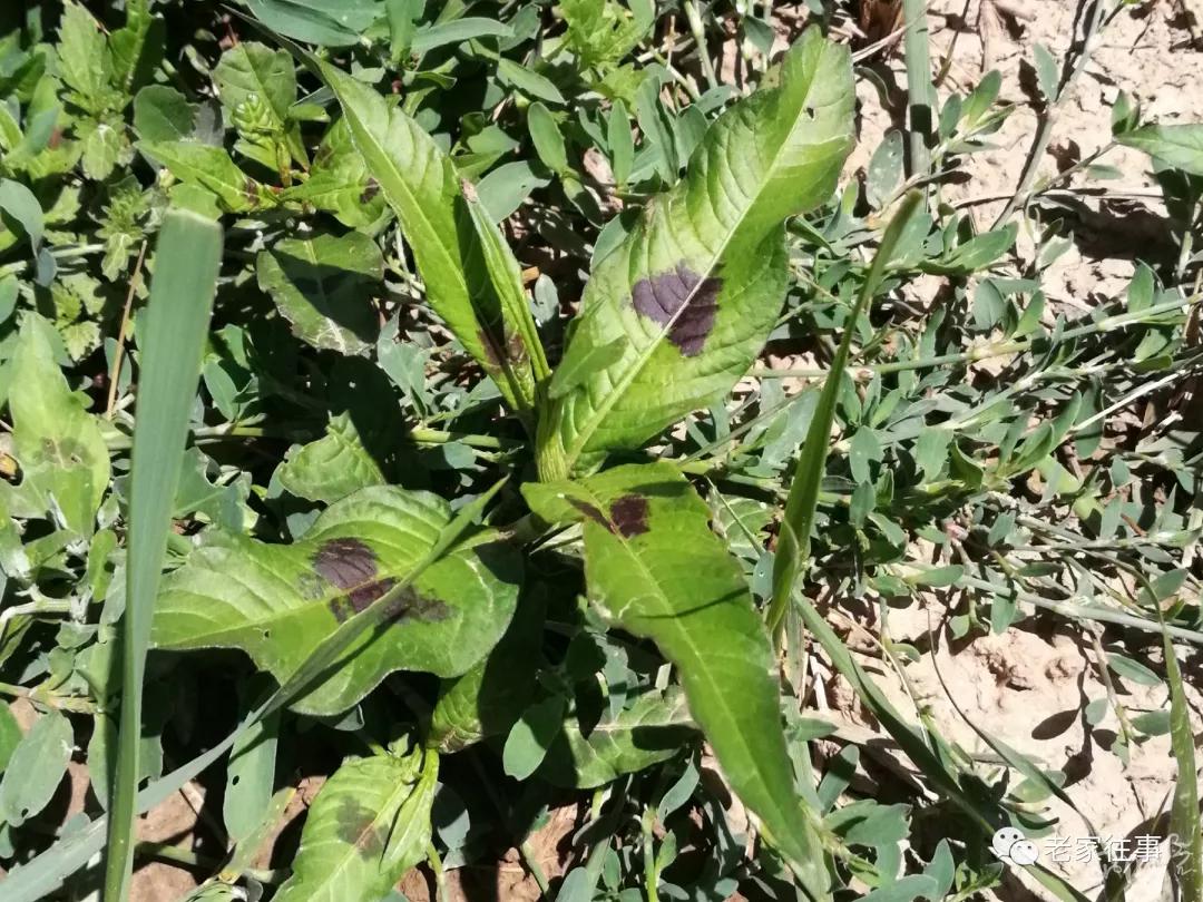 农村生活实拍,农村生活污水处理