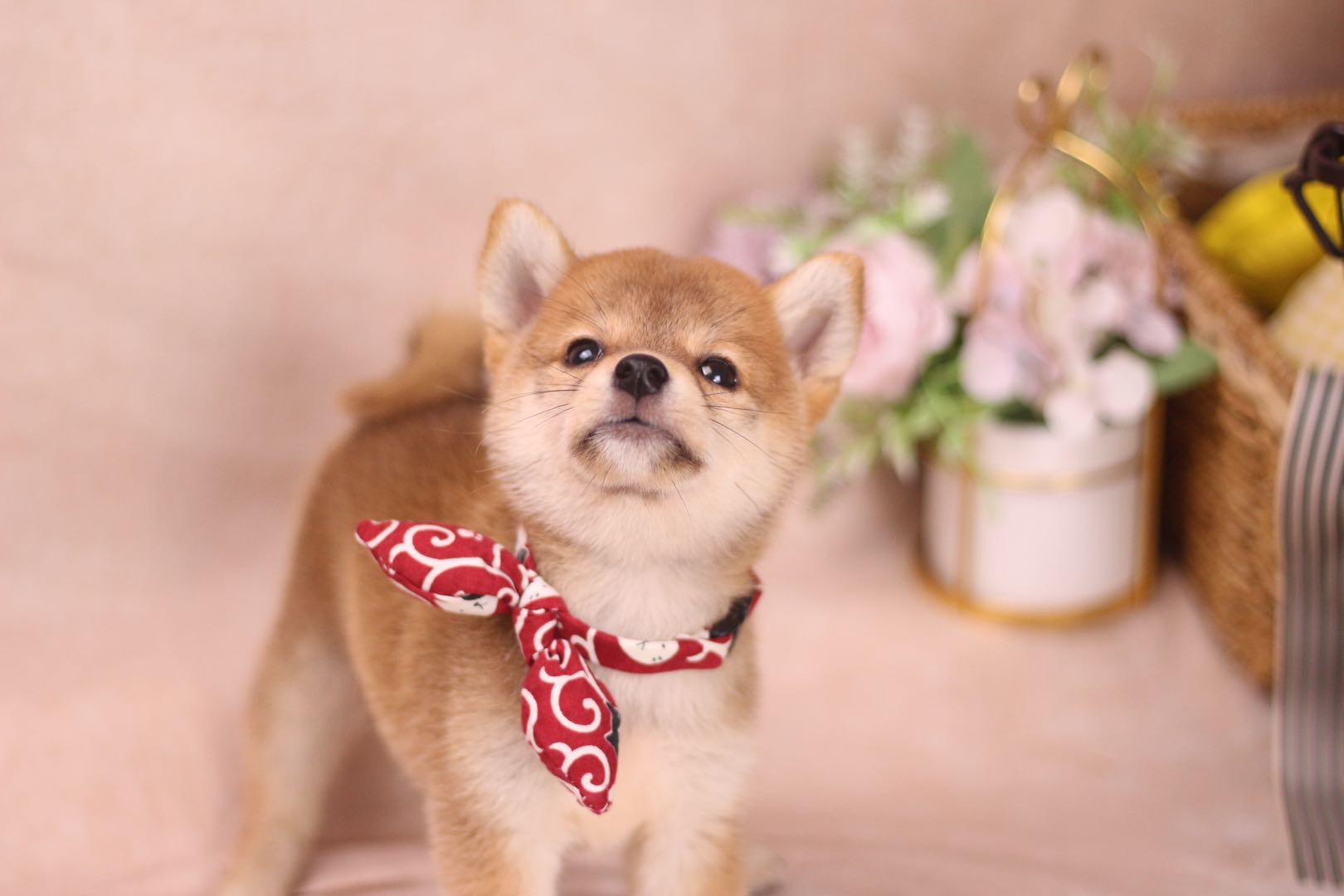 买柴犬南京,南京柴犬犬舍