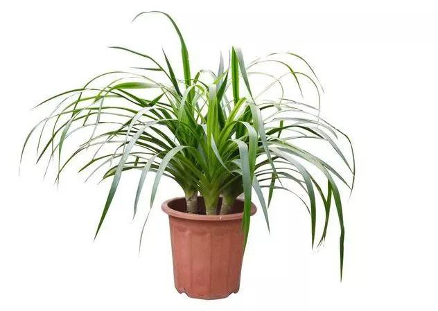 送给喜欢种花的人什么礼物,想养花却把花养死