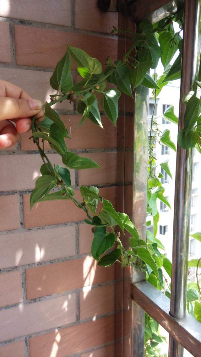 阳台花盆种蔬菜能浇黄豆水吗,在家里用花盆种植山药