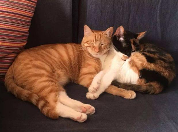 猫导致婴儿窒息,宠物猫致病