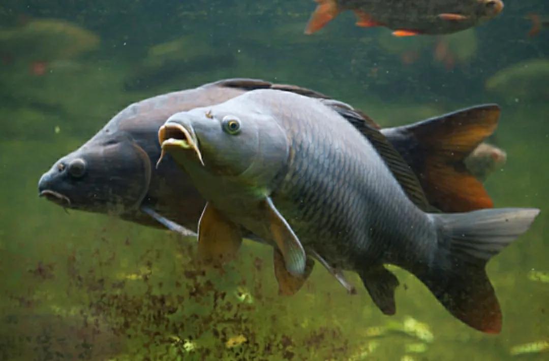 亚洲鲤鱼到底有多厉害,亚洲鲤鱼泛滥成灾的视频