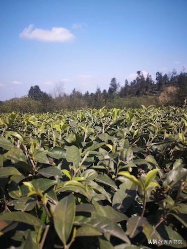 薛山个人简历,薛山长诗词作品