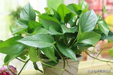 如何让绿萝1星期内死亡,家里芦荟根死怎么救活