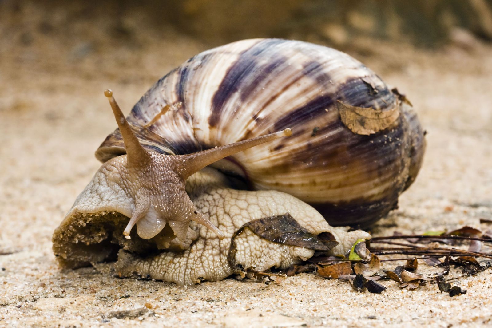 碰一下都不行，却还有人当宠物养，非洲大蜗牛是一种什么样的生物