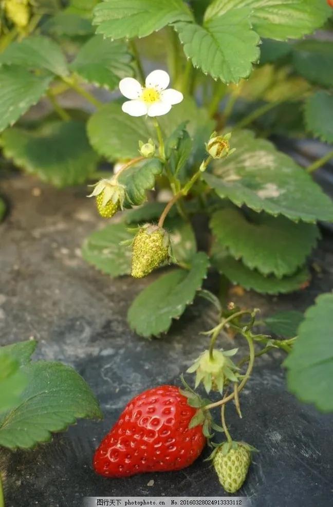 草莓哲理散文,草莓精美散文