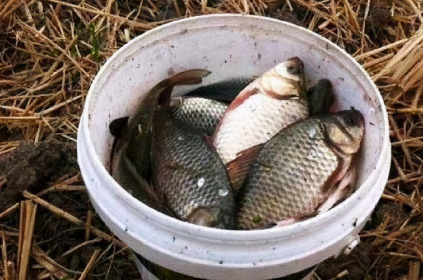 天冷大板鲫会靠岸吗,天冷为什么能钓大板鲫