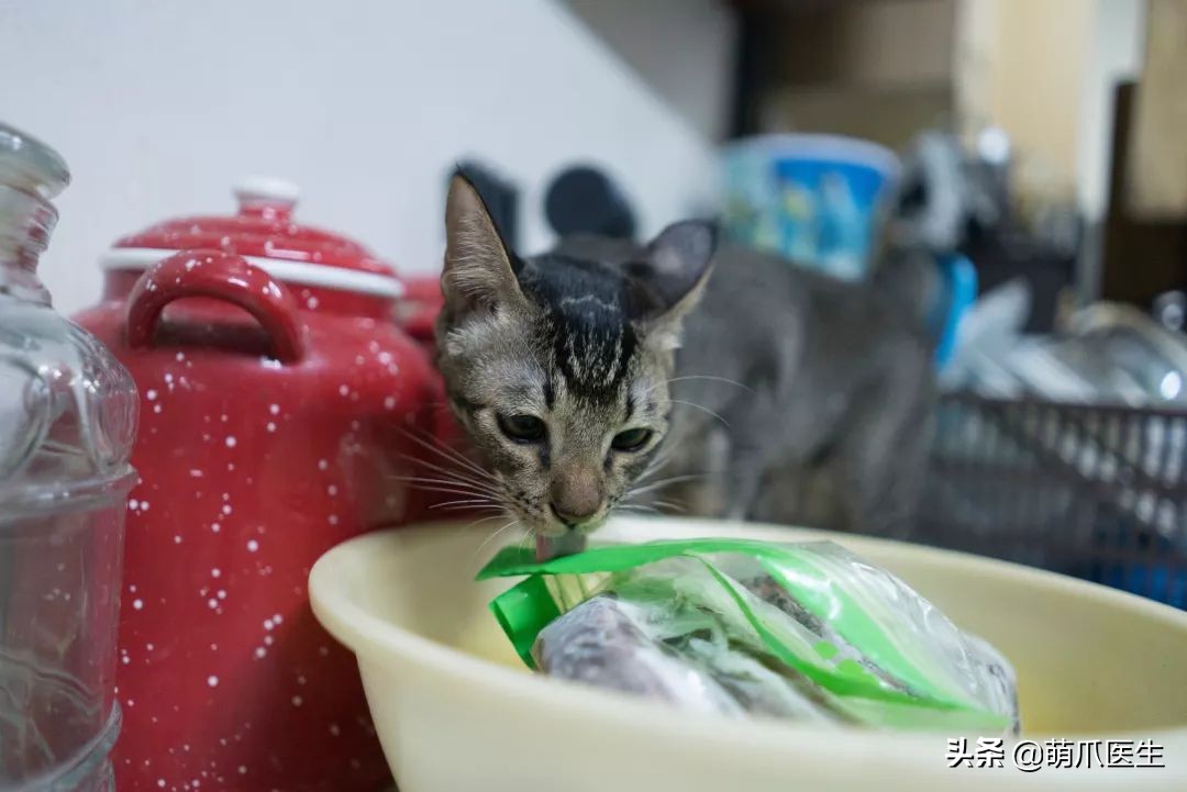 猫咪喜欢在塑料袋尿尿,猫咪吃塑料袋什么原因