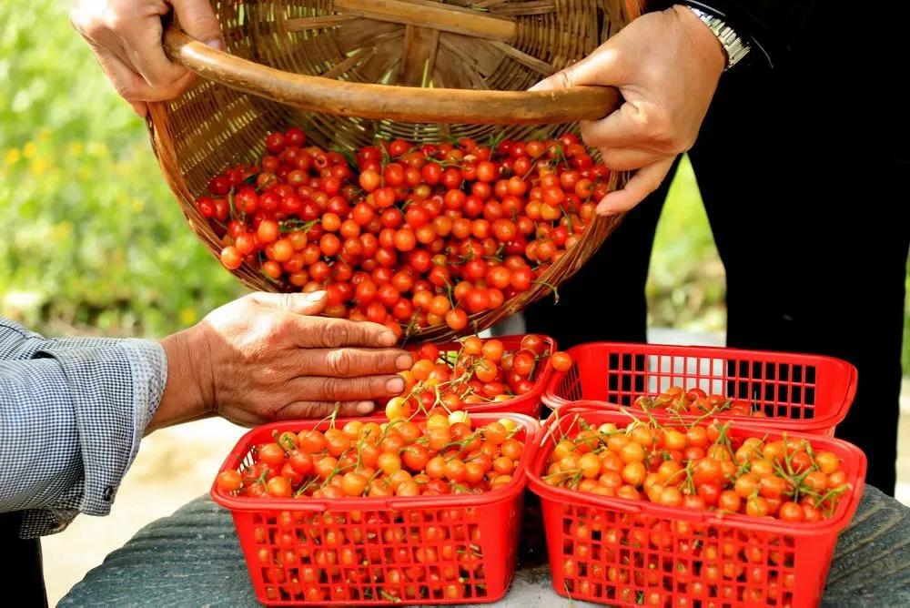 人间最美四月天，十里樱桃红满园