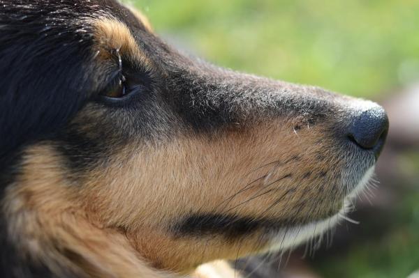 猫咪的胡须能探测多远的距离 (猫咪胡子和狗的胡子有什么区别吗)