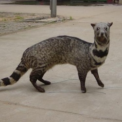 印尼猫屎咖啡300克价格,世界上最顶级的猫屎咖啡