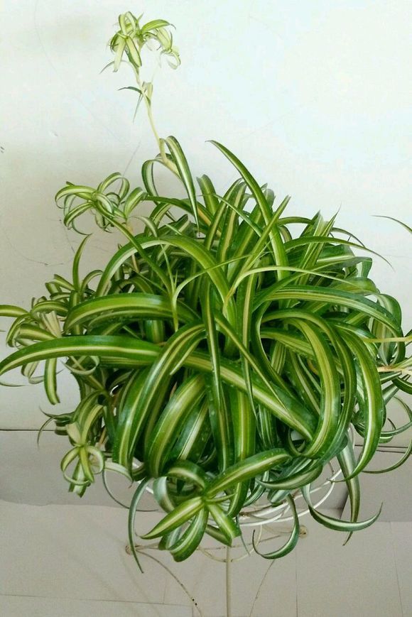 这“38种花”，当你开始收集品种时，你已入坑颇深