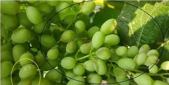 有关葡萄的病症,葡萄新梢病害图谱