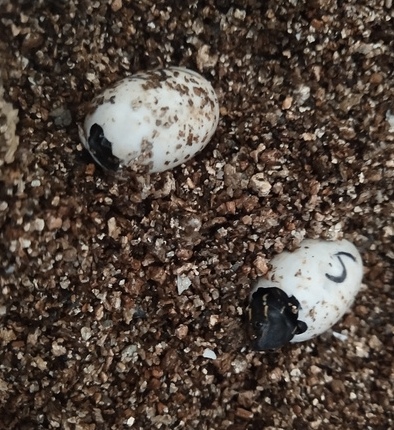 麝香龟的繁殖方法图解,麝香龟繁殖箱