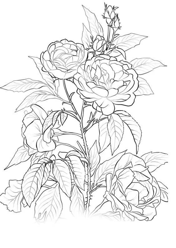 画画入门教程干货博主,基础入门画画必知