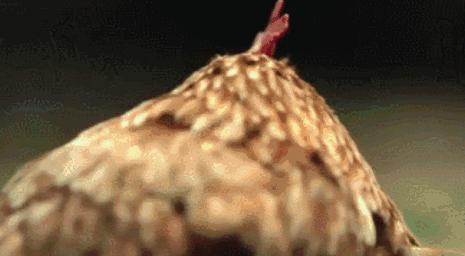 隐居深山30年以种地为生,隐居深山生活养动物