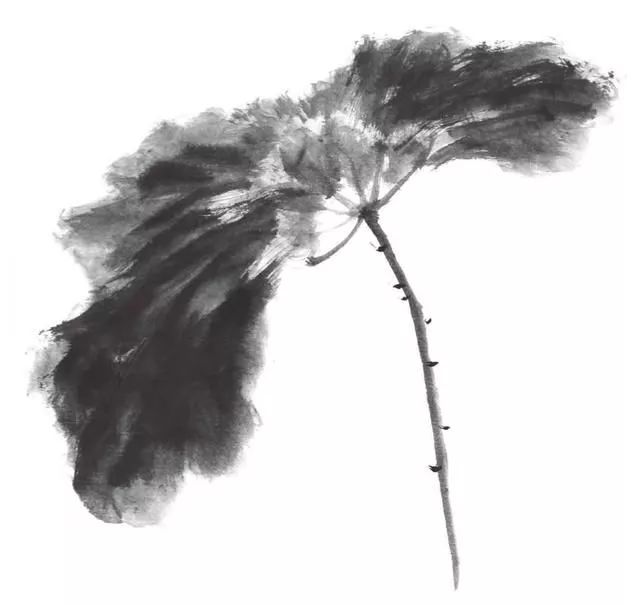 白描荷花100幅画法,荷花的画法白描图