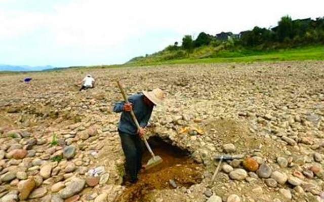 挖到九斤田黄,寿山村挖出九斤田黄