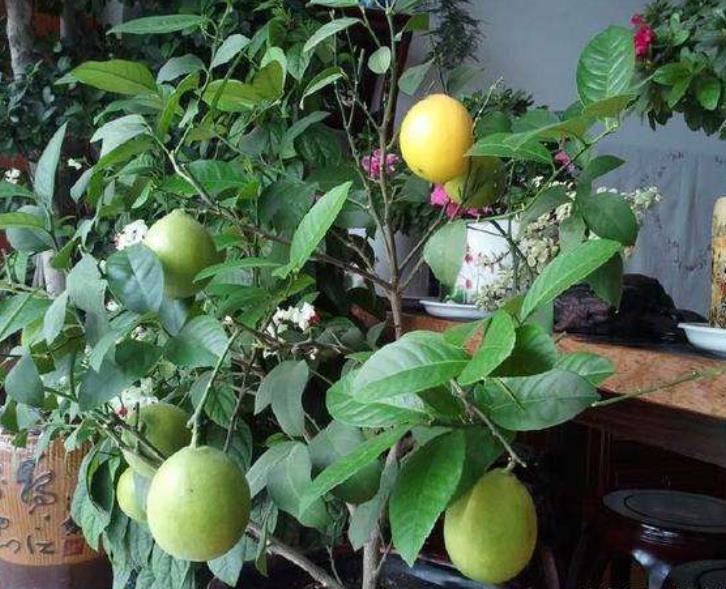 吃剩的水果种子种盆栽,吃剩下的种子种盆栽