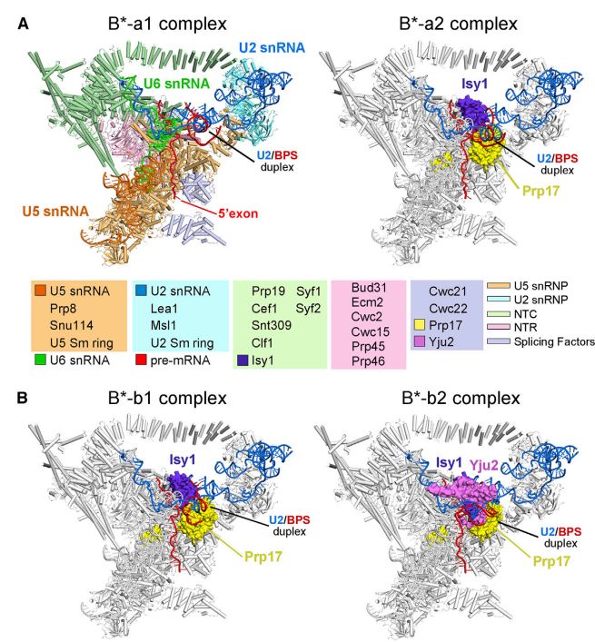 施一公与徒弟颜宁,施一公徒弟颜宁