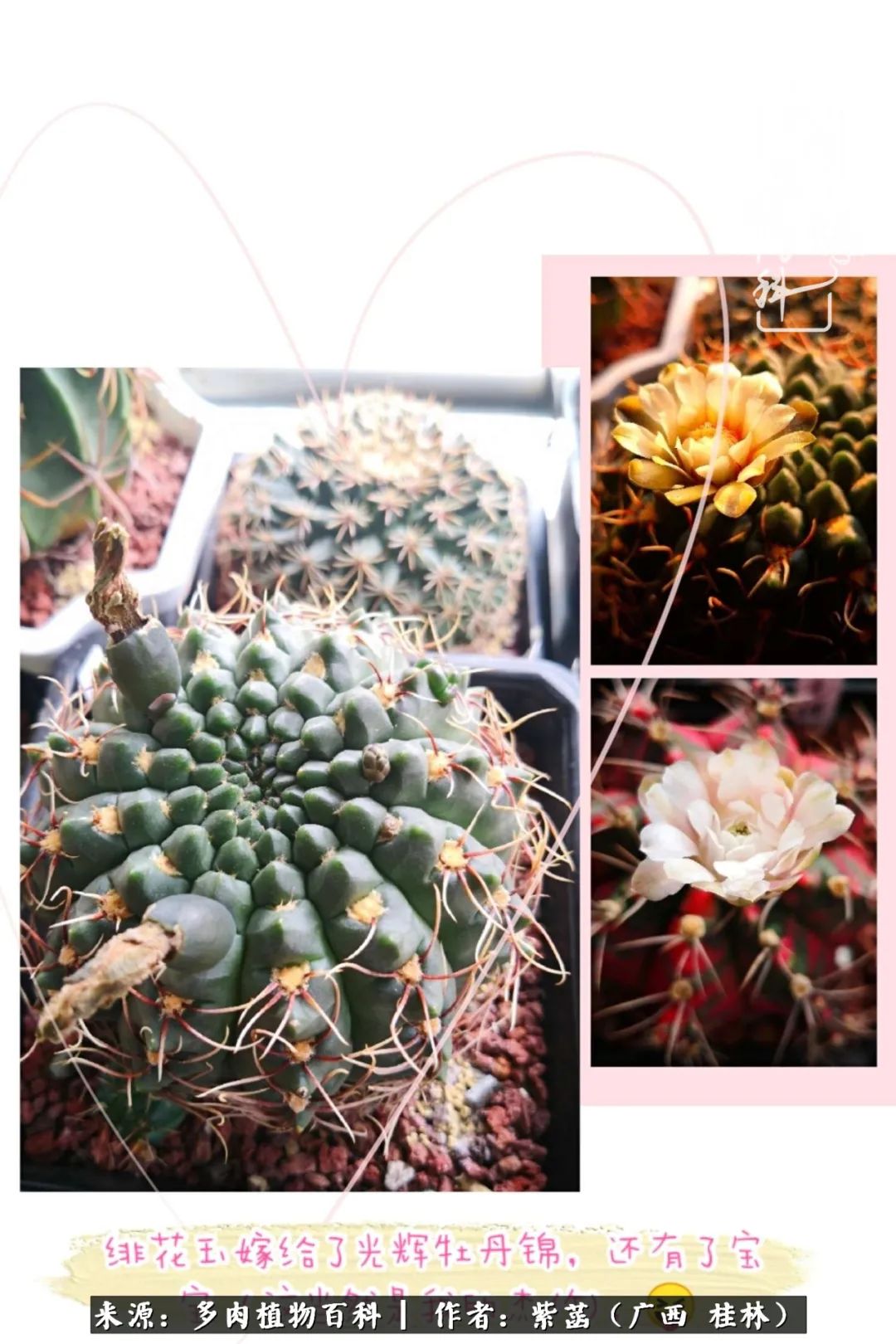 如何在夏天买的多肉度夏,多肉度夏好帮手