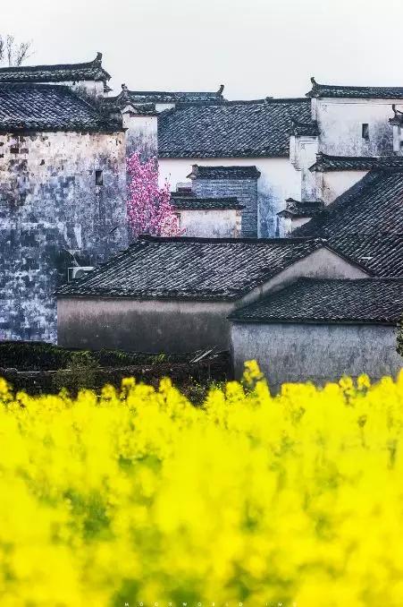 安徽春天美丽的视频,安徽美丽的春天