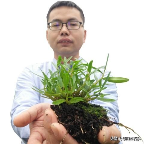 买铁皮枫斗怎么挑,怎样才能买到好的铁皮枫斗