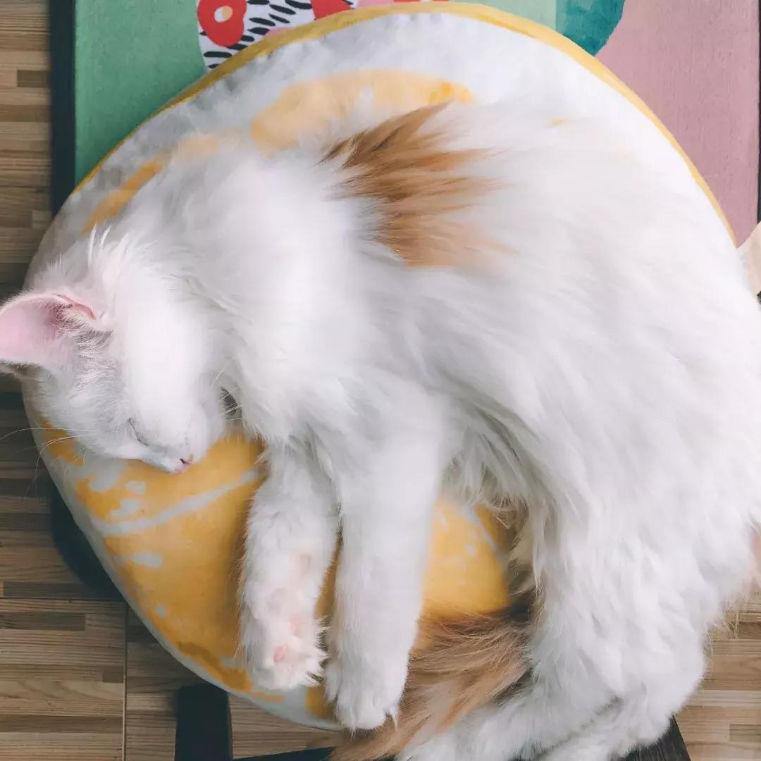 上次没领到猫的亲们，第二波小盆友来啦