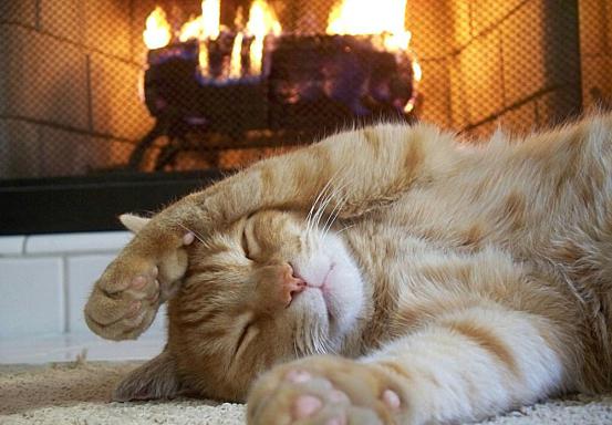 猫咪晚上不睡觉要怎么办,猫咪晚上不睡觉怎么办