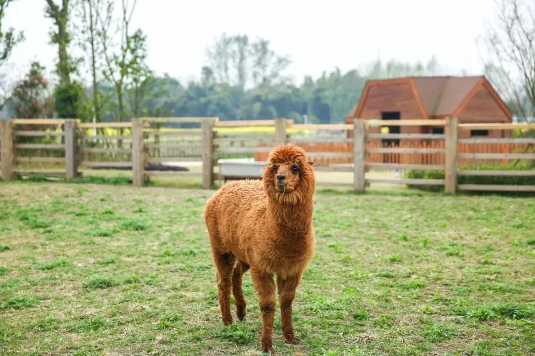 红光新城西安市,红光新城
