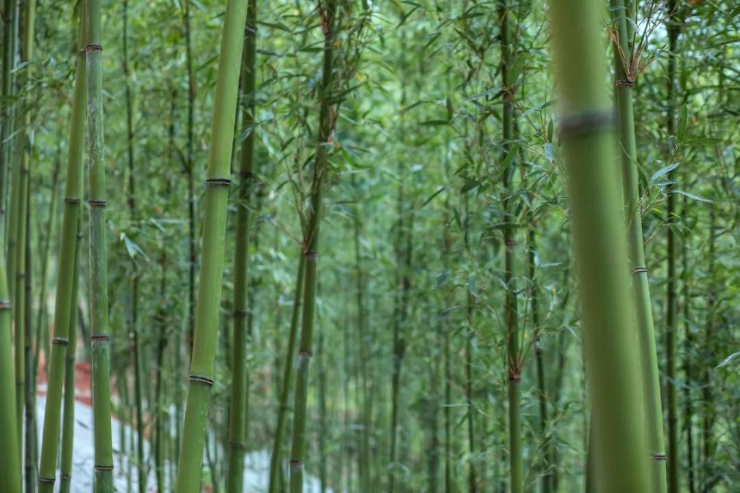 四月天山上春笋鲜,人间四月天春笋鲜