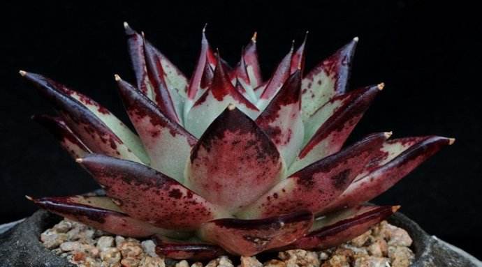 景天科拟石莲花属多肉品种,棱镜景天科拟石莲属多肉植物