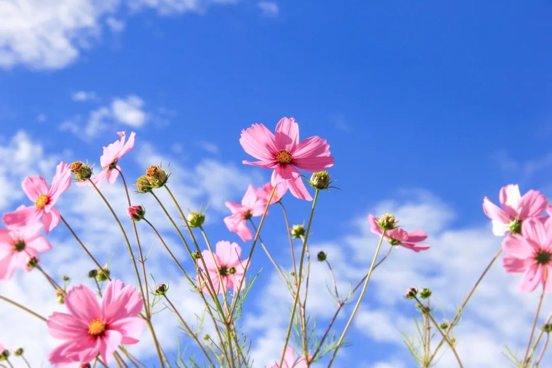 35岁才读懂的7首诗,六字居家隔离诗