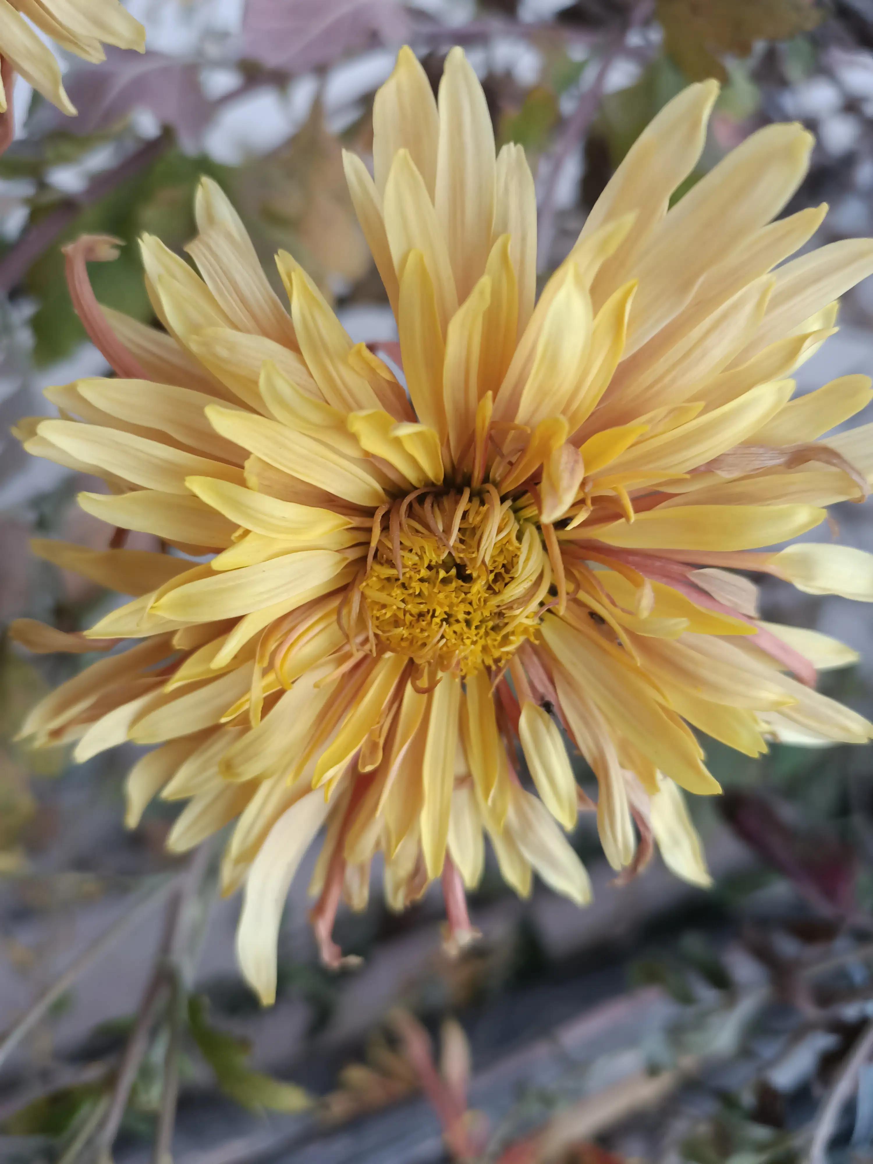 初冬，河渠畔，凋零的美之菊花的气节