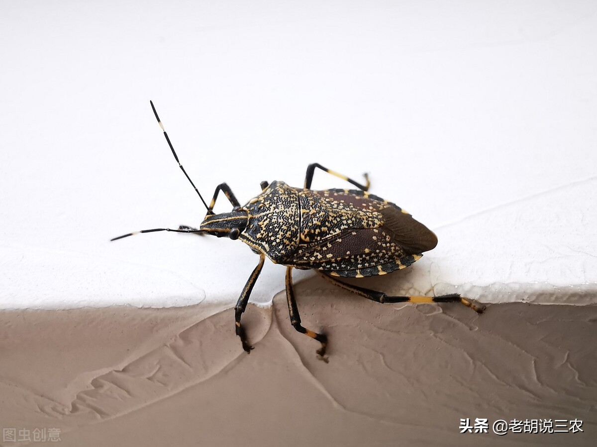 会放臭的虫有哪些,会放臭屁的动物